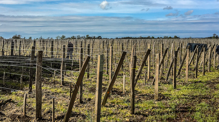 Vine and winemaking, Bordeaux 2018